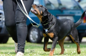 Die Vorteile einer Hundeschule: Flexibilität für Hundehalter.